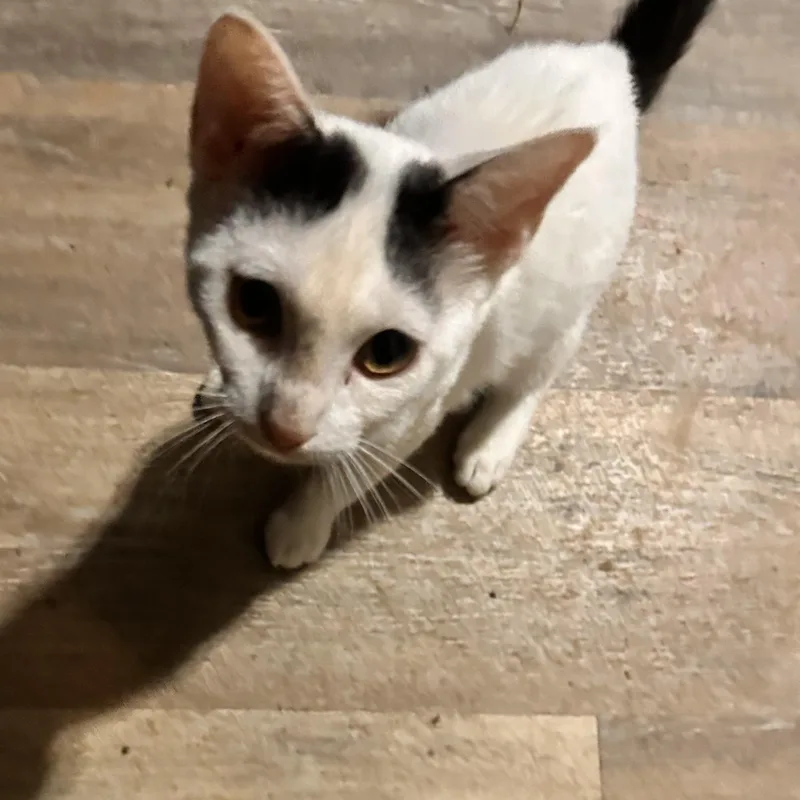 A young medium-sized female Domestic Short Hair cat named Jazzy for adoption in Greenfield, TN