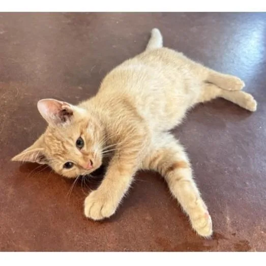 A baby small-sized male Orange / Red Domestic Short Hair cat named Miles C for adoption in Princeton, MN
