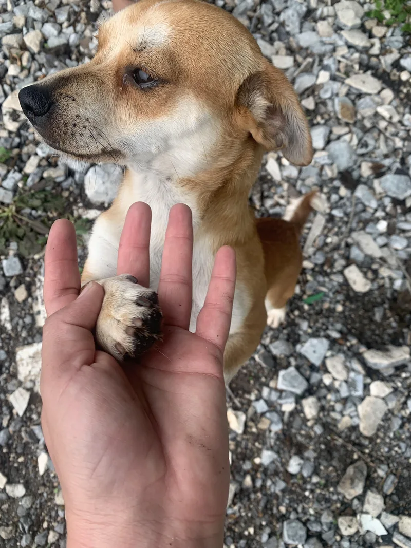 A young small-sized male Chihuahua dog named Poncho for adoption in Austin, TX