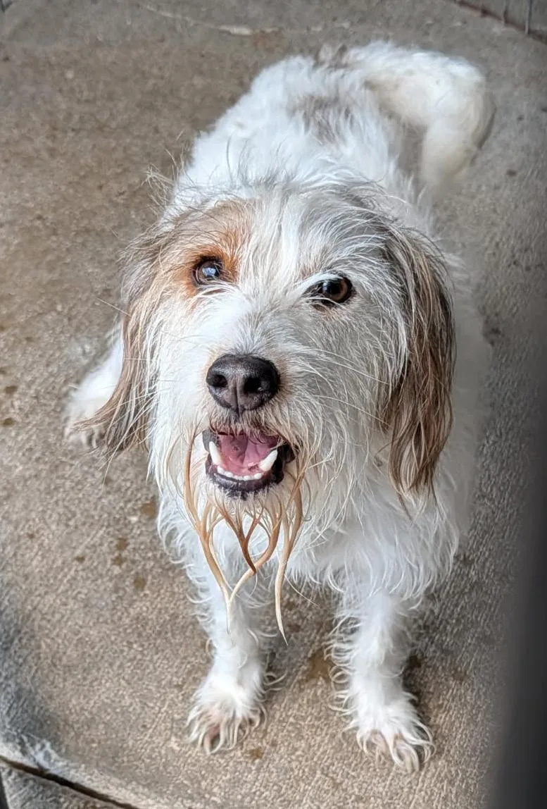 An adult medium-sized male White / Cream Terrier dog named Jeremiah for adoption in Marietta, OH