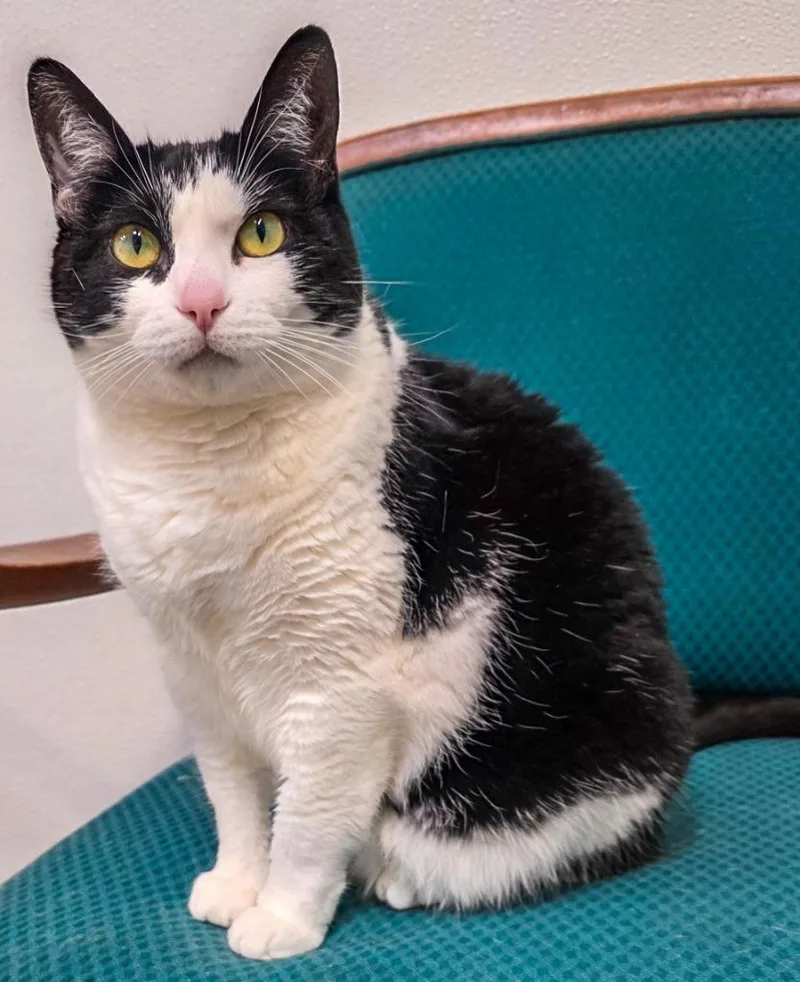 An adult large-sized female Domestic Short Hair cat named Onnika for adoption in Gold Beach, OR