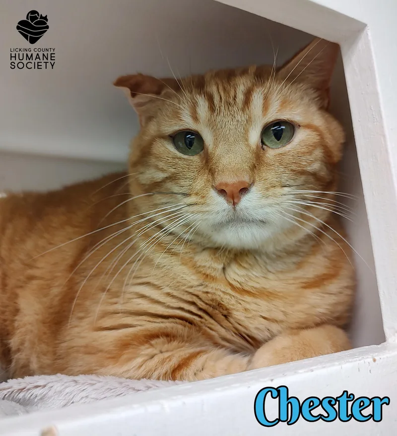 An adult medium-sized male Domestic Short Hair cat named Chester for adoption in Heath, OH