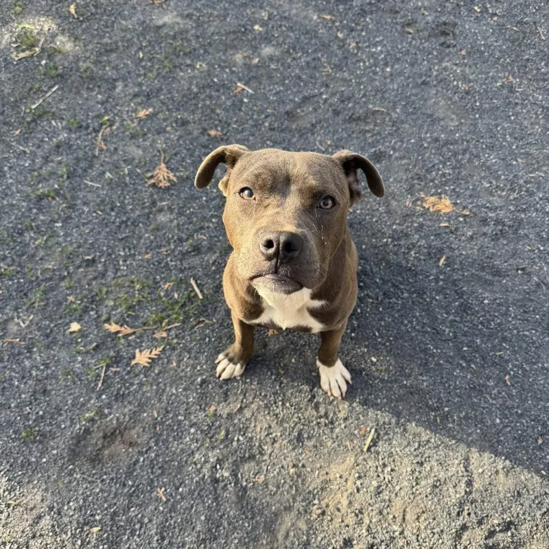 A young medium-sized female Gray / Blue / Silver Terrier dog named Naomi for adoption in Quakertown, PA