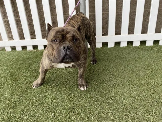 An adult large-sized male American Bulldog dog named Mr. Magoo for adoption in Modesto, CA