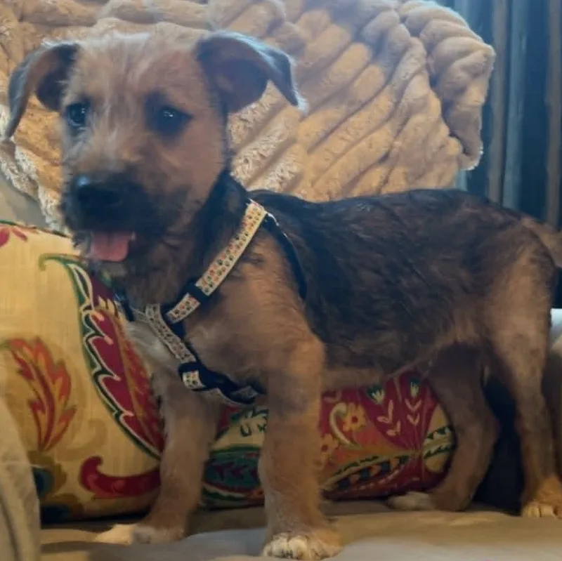 A young medium-sized male Mixed Breed dog named Gus for adoption in Blacksburg, VA