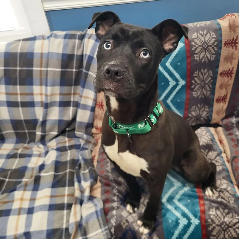 A young medium-sized female Bicolor Mixed Breed dog named Topaz for adoption in Sunderland, MD