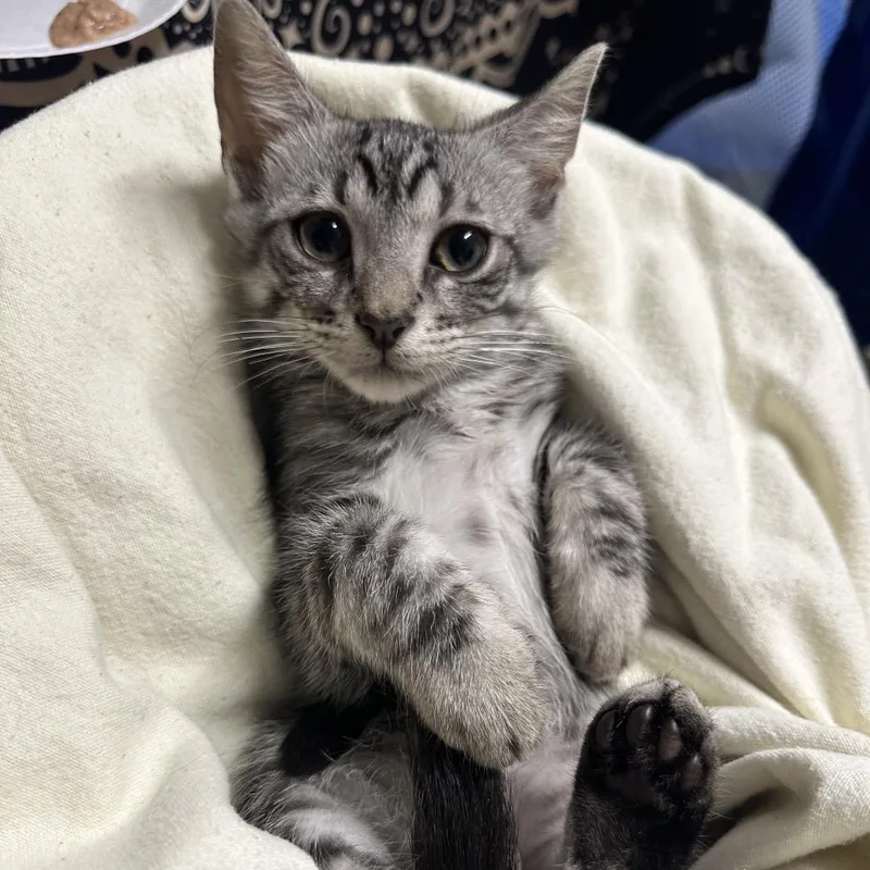 A baby small-sized male Domestic Short Hair cat named Thick for adoption in Lynchburg, VA
