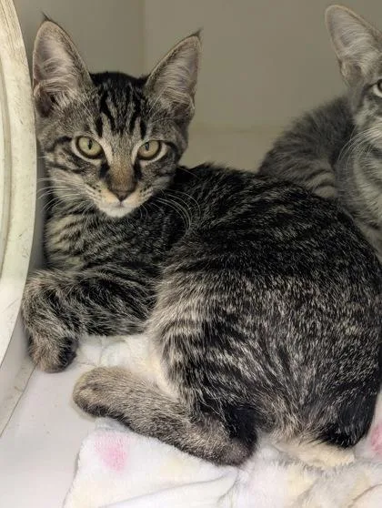 An adult small-sized male Domestic Short Hair cat named Smoke for adoption in Mansfield, TX