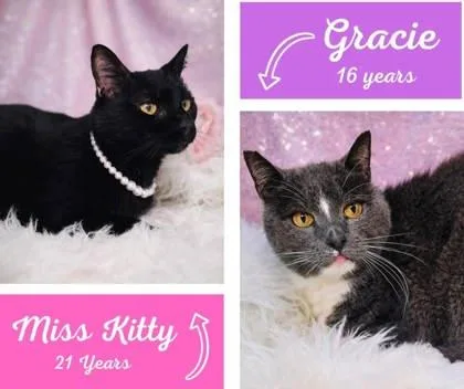 A senior small-sized female Domestic Short Hair cat named Gracie for adoption in Cumming, GA