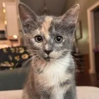 A baby medium-sized female Dilute Calico cat named Muffin for adoption in Southern Pines, NC