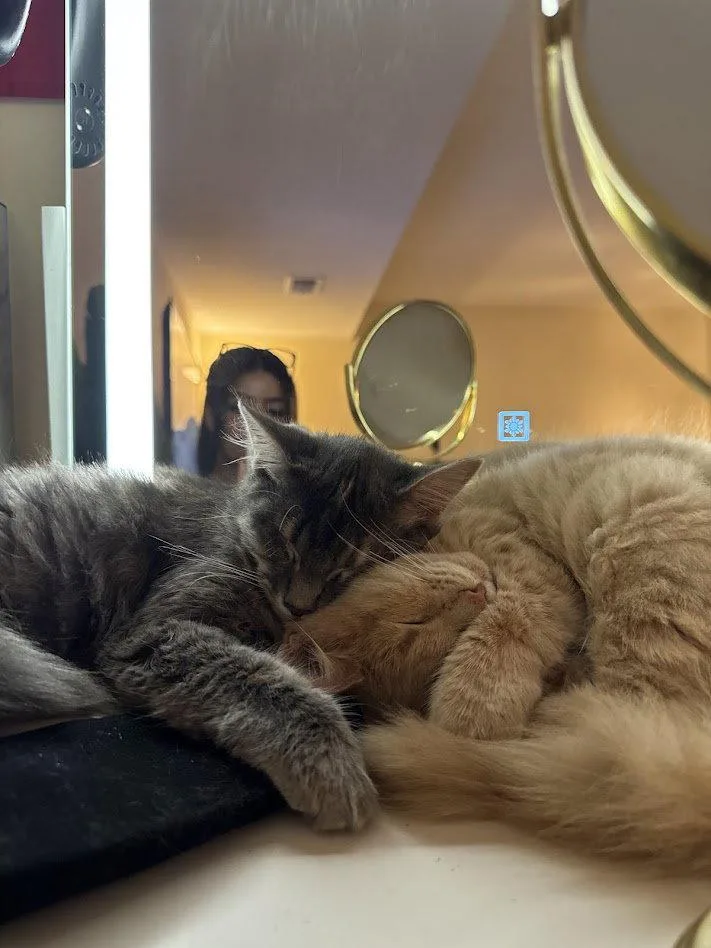 A young medium-sized female Domestic Short Hair cat named Sunny & Stormy for adoption in Herndon, VA