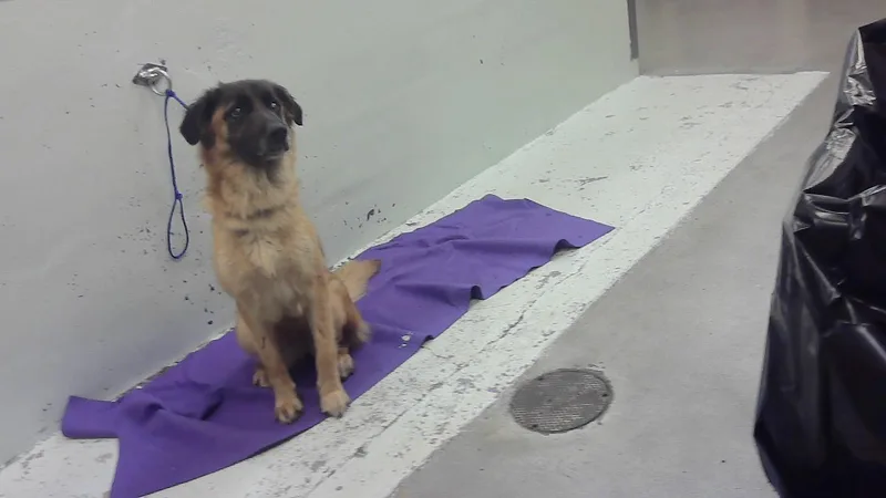 A young large-sized male German Shepherd Dog dog named Merlin for adoption in Houston, TX