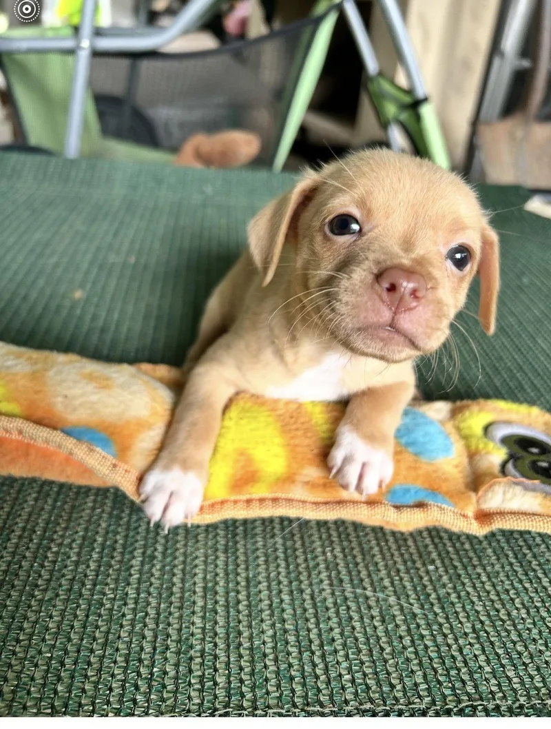 A baby small-sized female Chihuahua dog named Daisy Wright for adoption in Saunderstown, RI