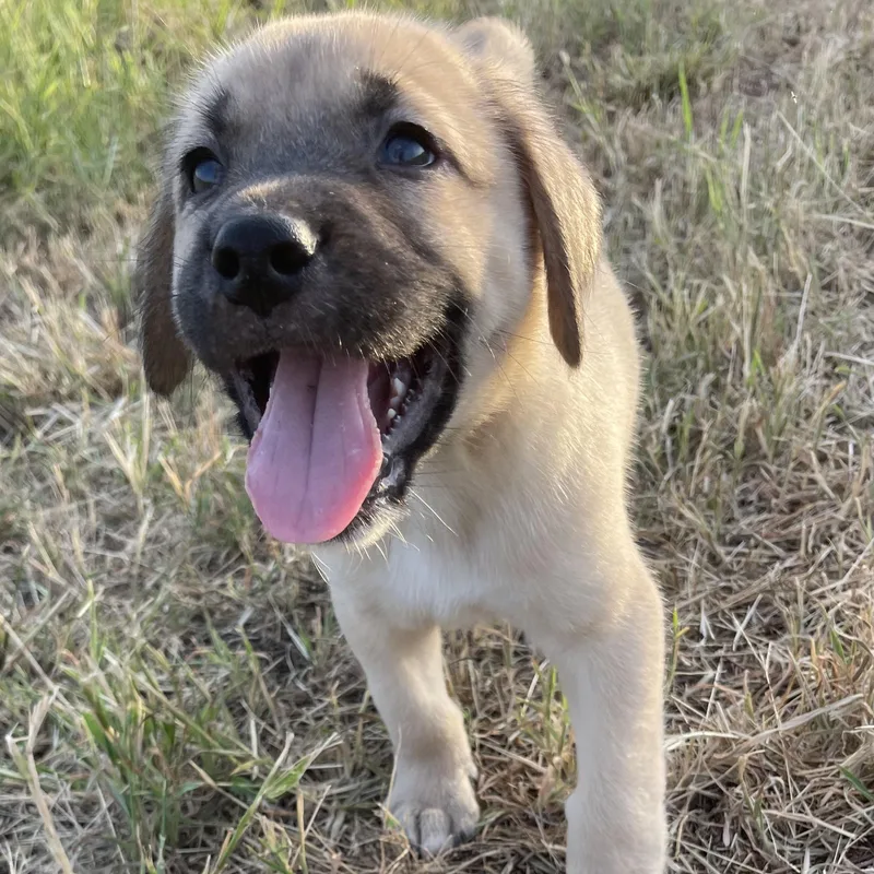 A baby large-sized male Great Pyrenees dog named Clay for adoption in Sadler, TX