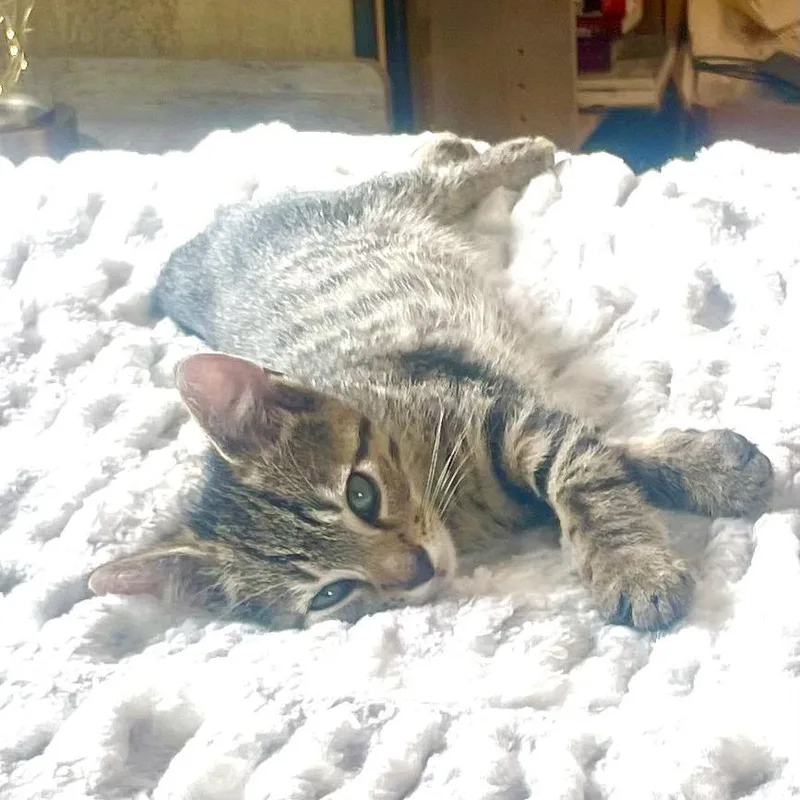 A baby small-sized male Brown / Chocolate Domestic Short Hair cat named Madison for adoption in Baltimore, MD