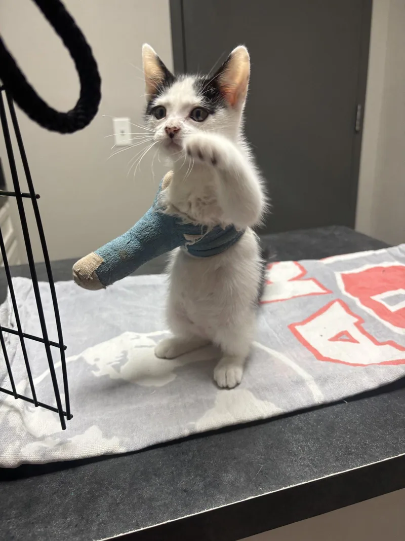 A baby medium-sized male Domestic Medium Hair cat named Bubbles for adoption in Montgomery, TX