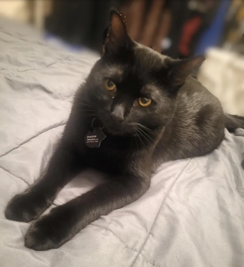 An adult medium-sized male Black Bombay cat named Shadow for adoption in Walnut Creek, CA