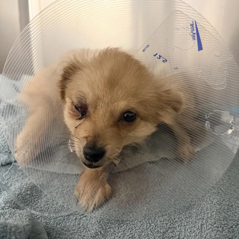 A young small-sized female Red / Chestnut / Orange Pomeranian dog named Auburn for adoption in Chicago, IL
