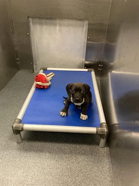 A baby small-sized male Mixed Breed dog named Milo for adoption in Dallas, TX