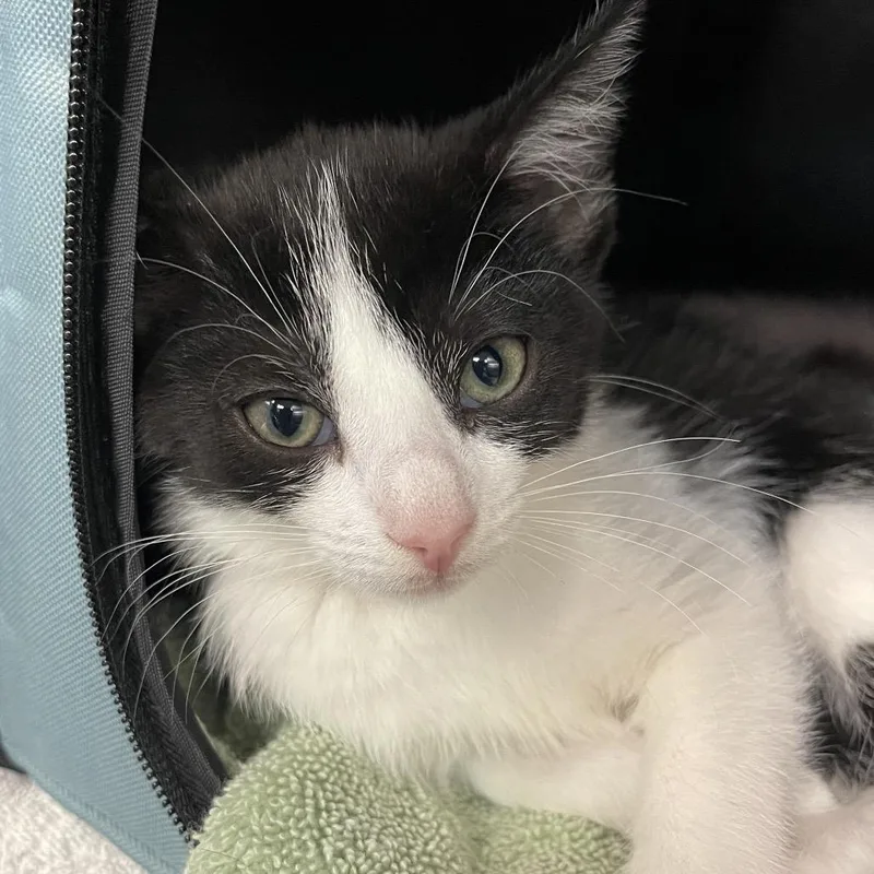 A baby small-sized female Black Domestic Short Hair cat named "Annie Bananie" for adoption in Perkiomenville, PA