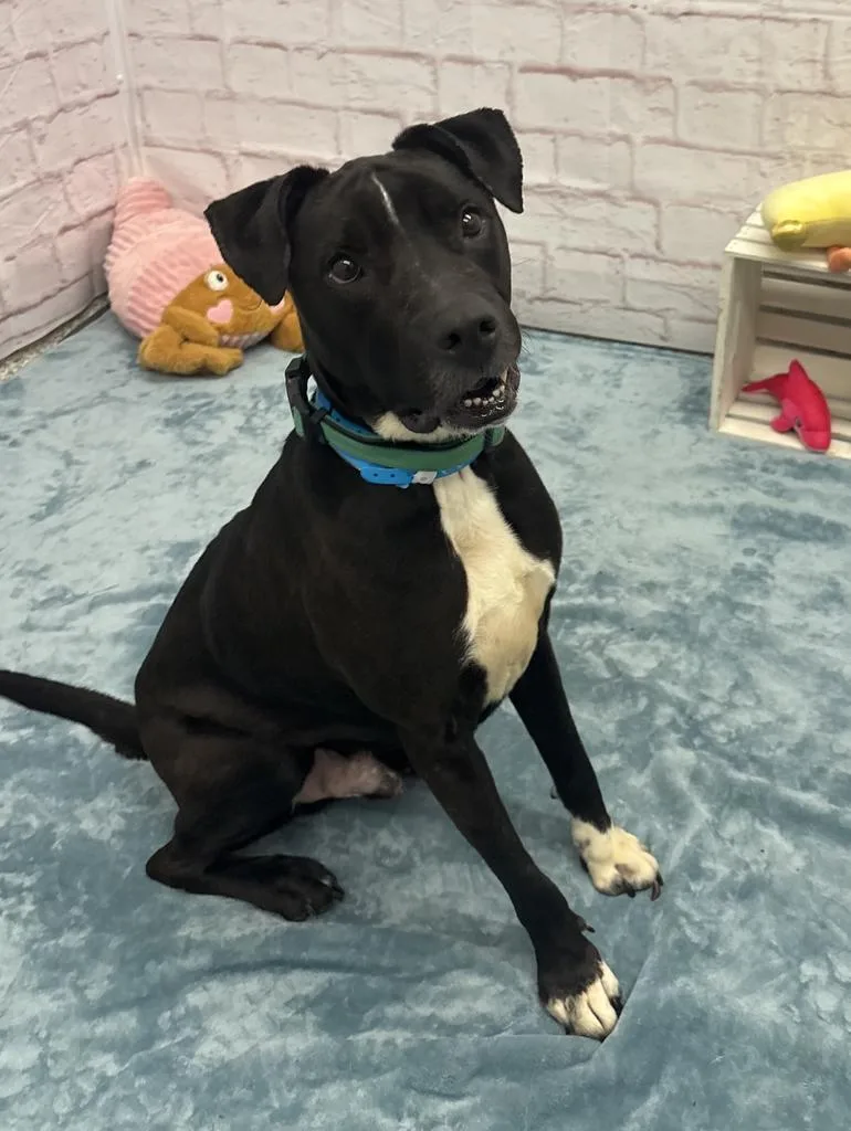 An adult medium-sized male Mixed Breed dog named Bentley for adoption in Detroit, MI