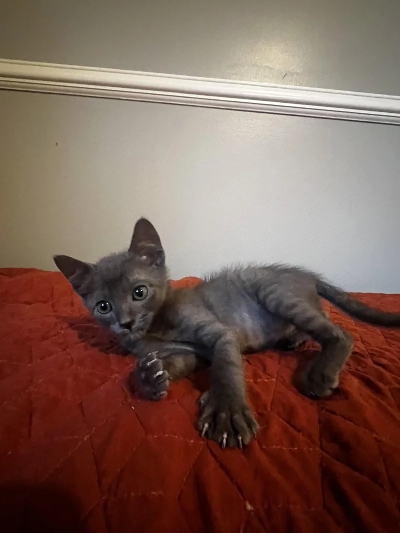 A baby medium-sized male Domestic Medium Hair cat named Sonny for adoption in Buford, GA
