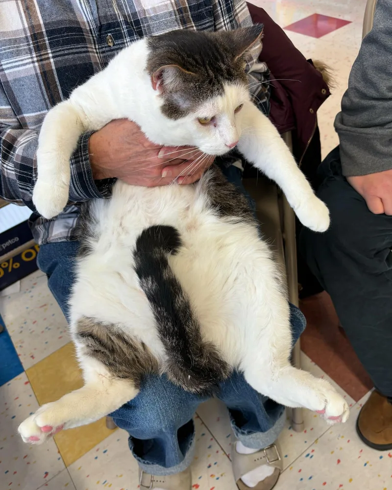 Strider Ffc thumbnail 2