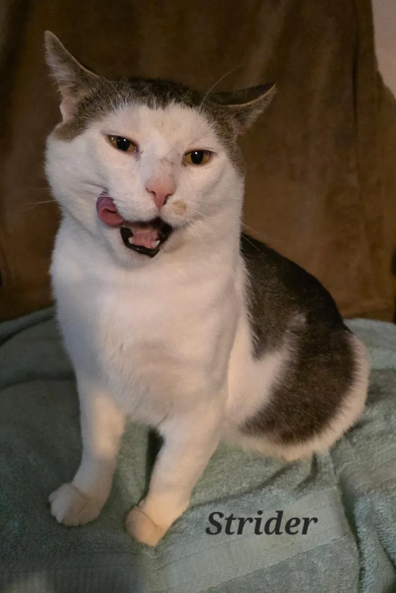 Strider Ffc thumbnail 3