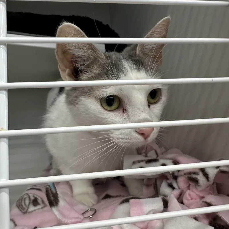 An adult medium-sized female White Domestic Short Hair cat named Maize for adoption in Hamburg, NY