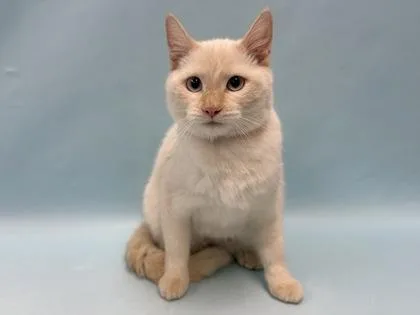 A baby small-sized female Domestic Short Hair cat named Tail for adoption in Coon Rapids, MN