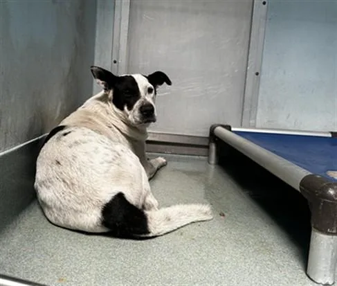A young medium-sized male Australian Cattle Dog / Blue Heeler dog named Jonas for adoption in Baldwin Park, CA