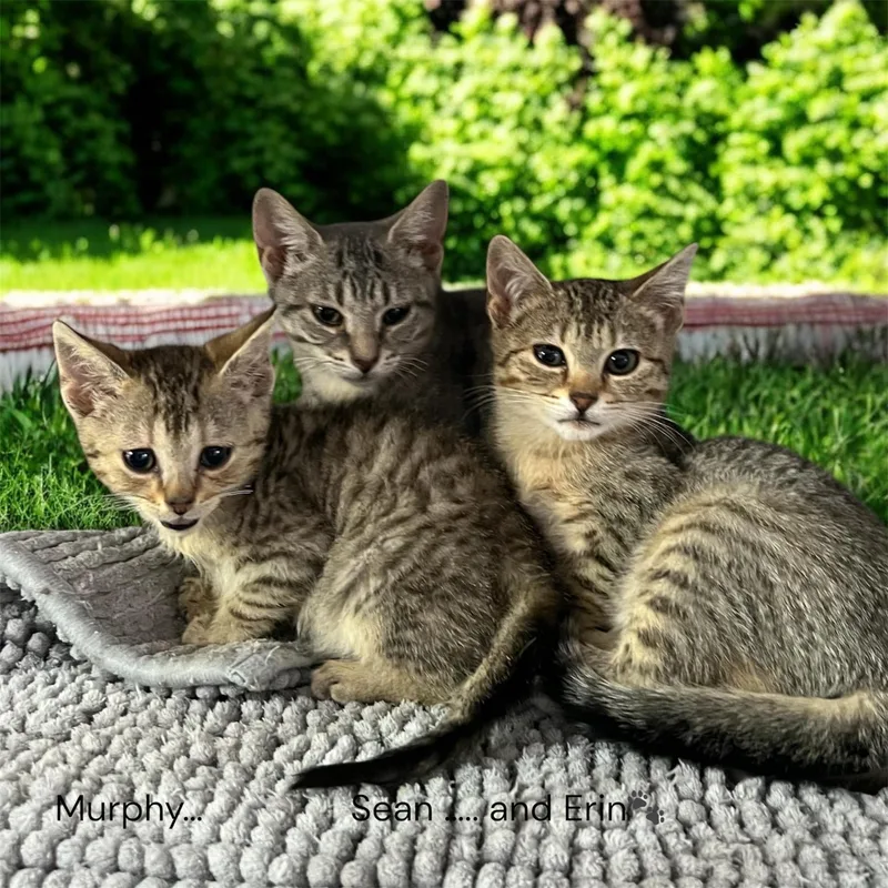 A baby medium-sized male Tabby (Gray / Blue / Silver) Domestic Short Hair cat named Murphy  Sean & for adoption in North Bergen, NJ