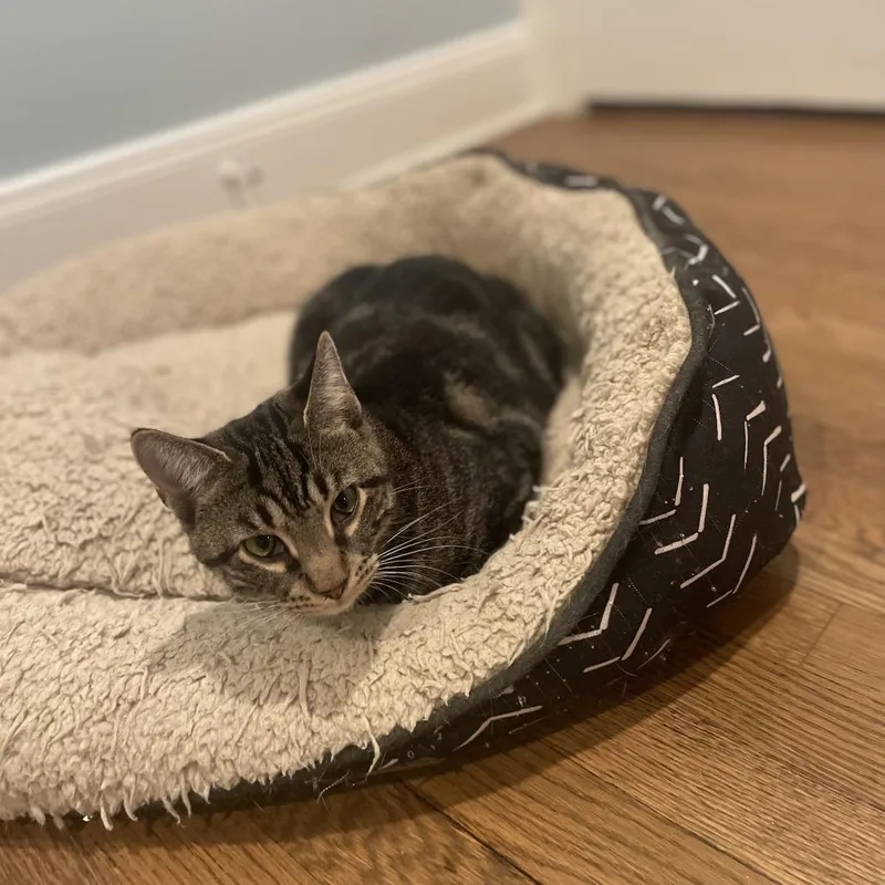 Bebesita thumbnail 2