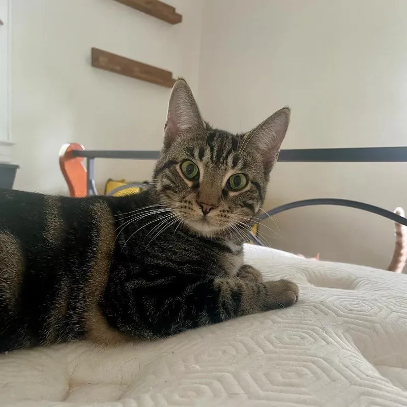 Bebesita thumbnail 3