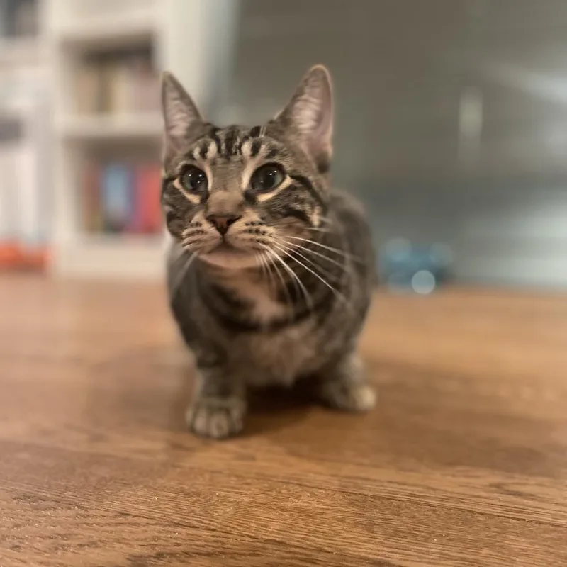 Bebesita thumbnail 4