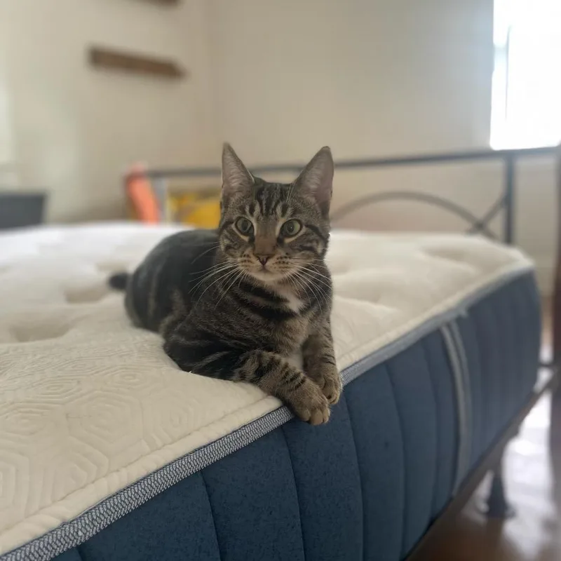 Bebesita thumbnail 5