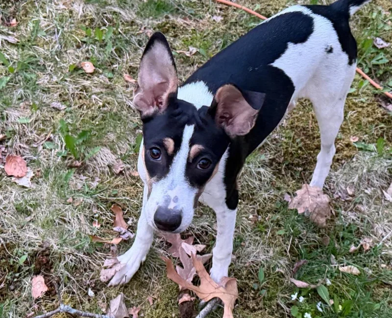 A baby medium-sized female Mixed Breed dog named Bella for adoption in Sandwich, MA