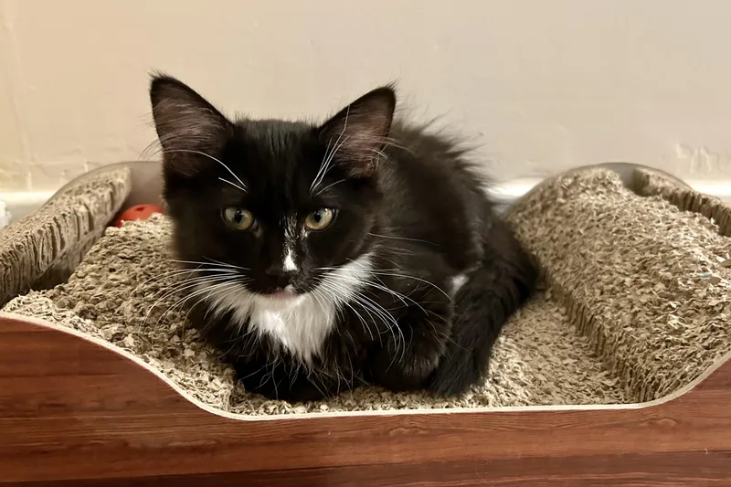 A baby small-sized male Domestic Long Hair cat named Maxwell for adoption in Fountain Hills, AZ