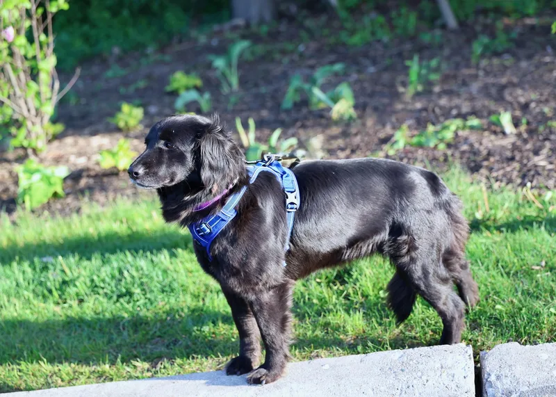 A young medium-sized female Retriever dog named Maya for adoption in Palatine, IL