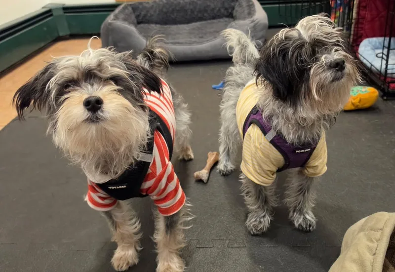 Bert And Ernie thumbnail 4