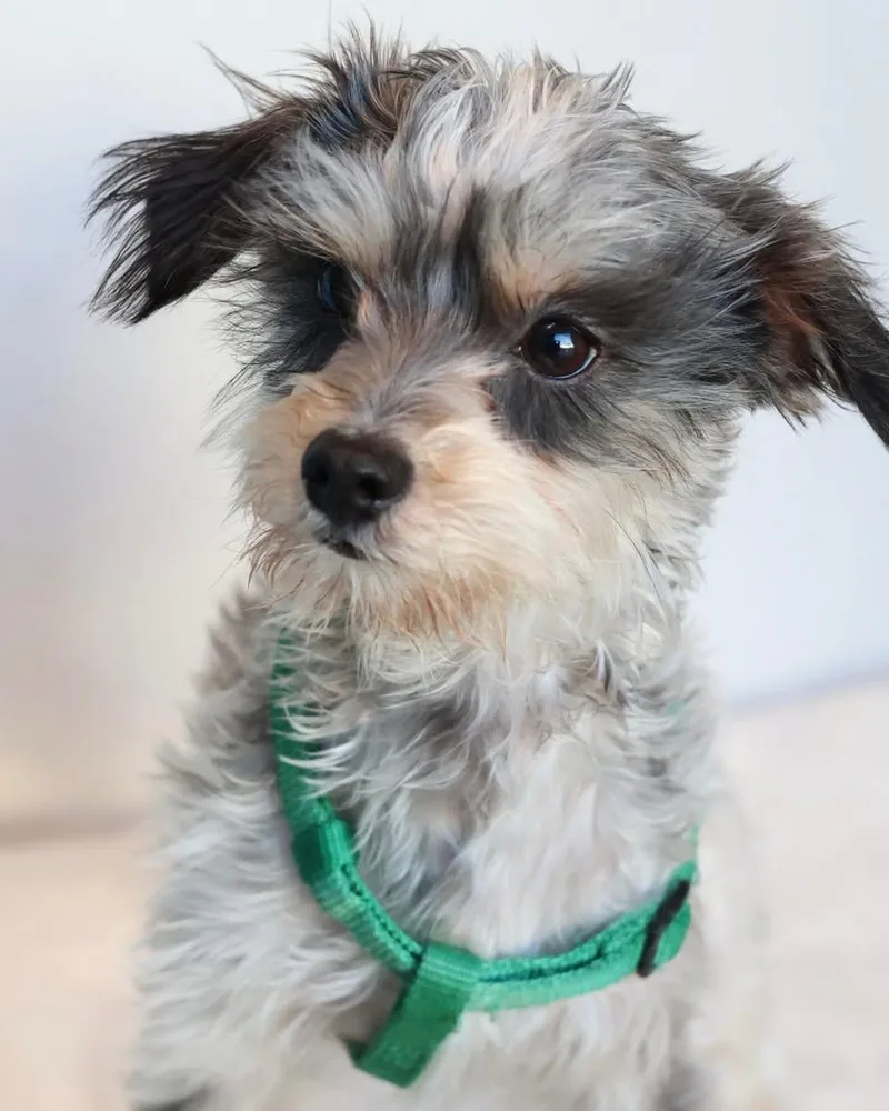 Bert And Ernie thumbnail 6