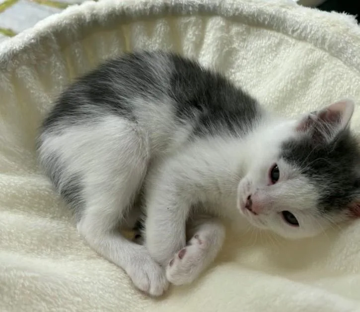 A young small-sized male Domestic Short Hair cat named Partly Cloudy for adoption in Canton, CT