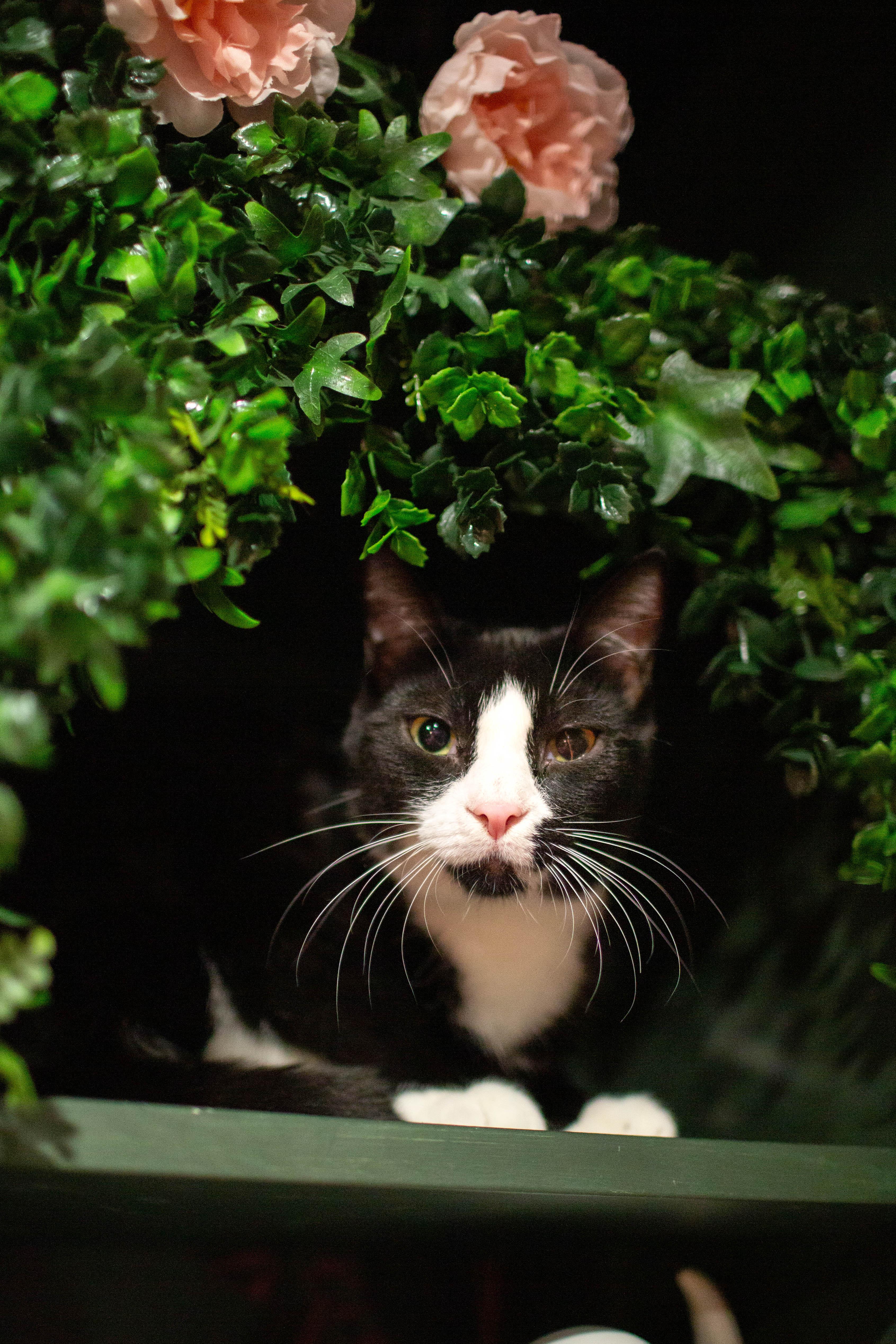 A young medium-sized male Domestic Short Hair cat named Sammy  Bonded To for adoption in Kennebunk , ME
