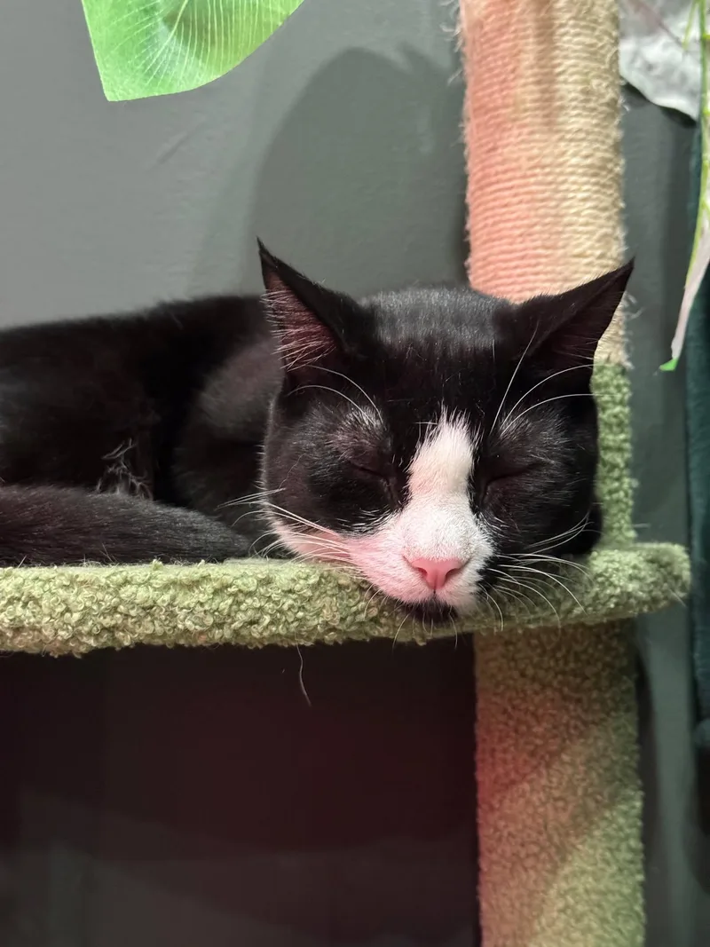 Sammy  Bonded To thumbnail 3