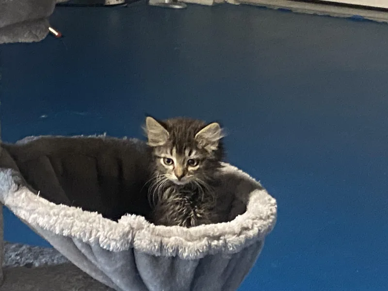 A baby medium-sized female Tabby (Brown / Chocolate) Domestic Medium Hair cat named Tea for adoption in Lemoyne, PA