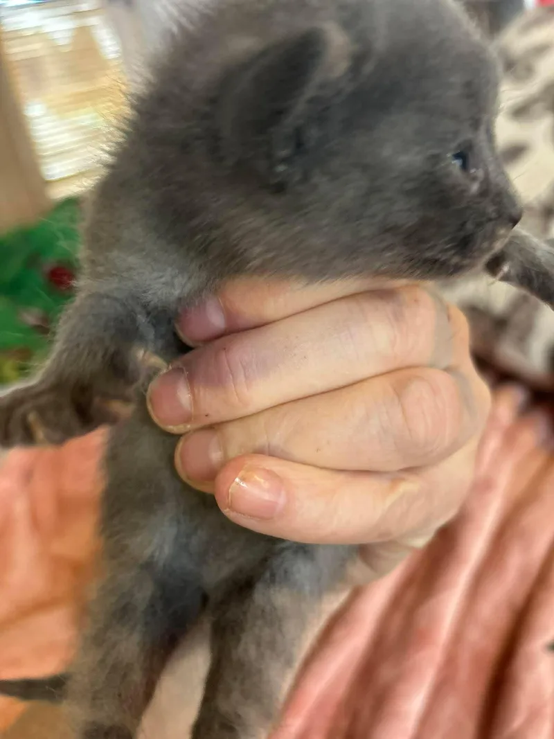 A baby medium-sized female Gray / Blue / Silver Domestic Short Hair cat named Robin for adoption in hinckley, IL