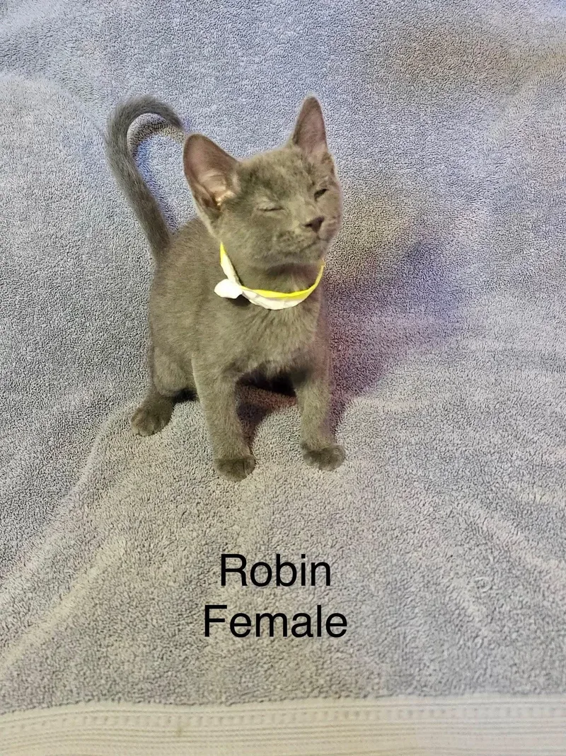 Robin thumbnail 2