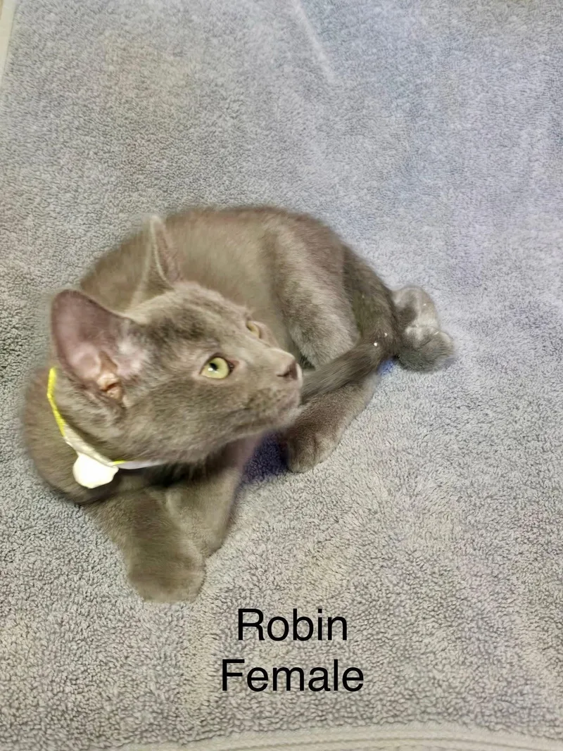 Robin thumbnail 3