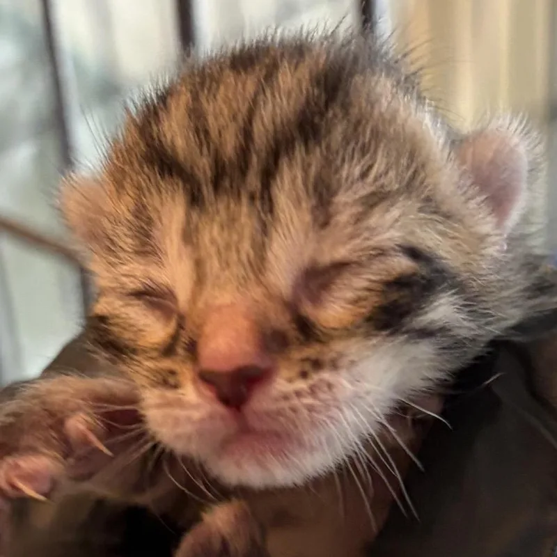 A baby small-sized male Brown / Chocolate Domestic Short Hair cat named Brownie for adoption in Durham, NC