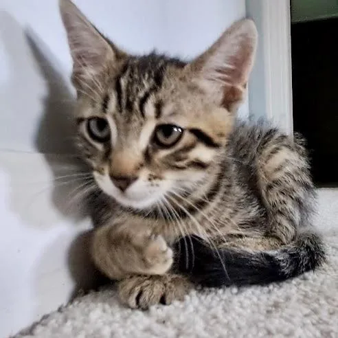 Brownie thumbnail 3